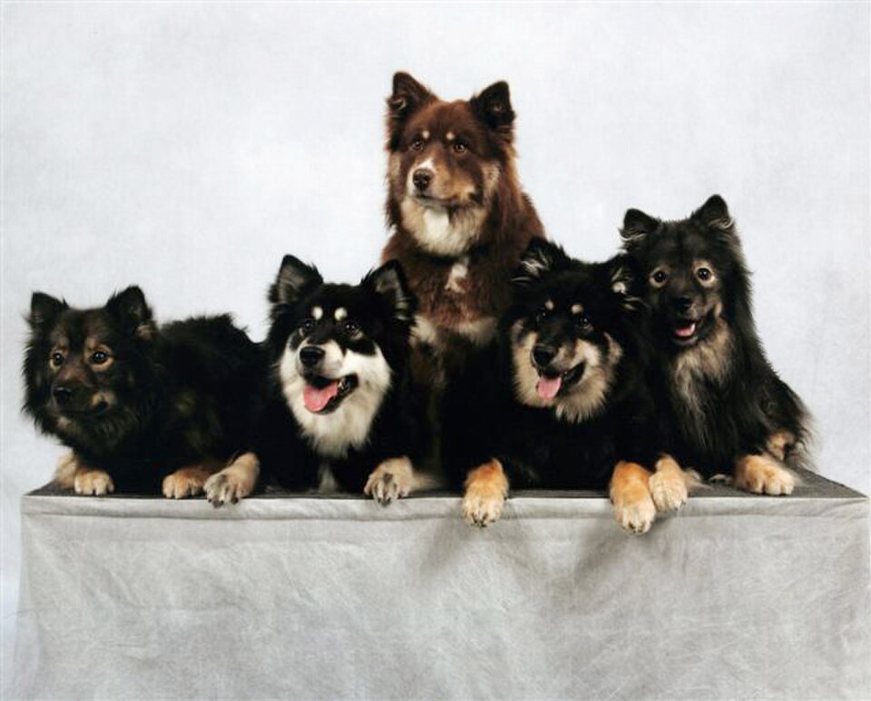 Finsk lapphund – Lapplands herdevalpen med mjukt hjärta och uthållighetens gen