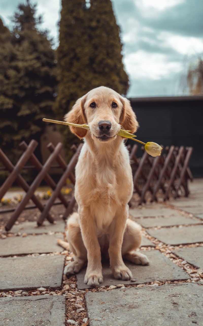 Golden retriever glad