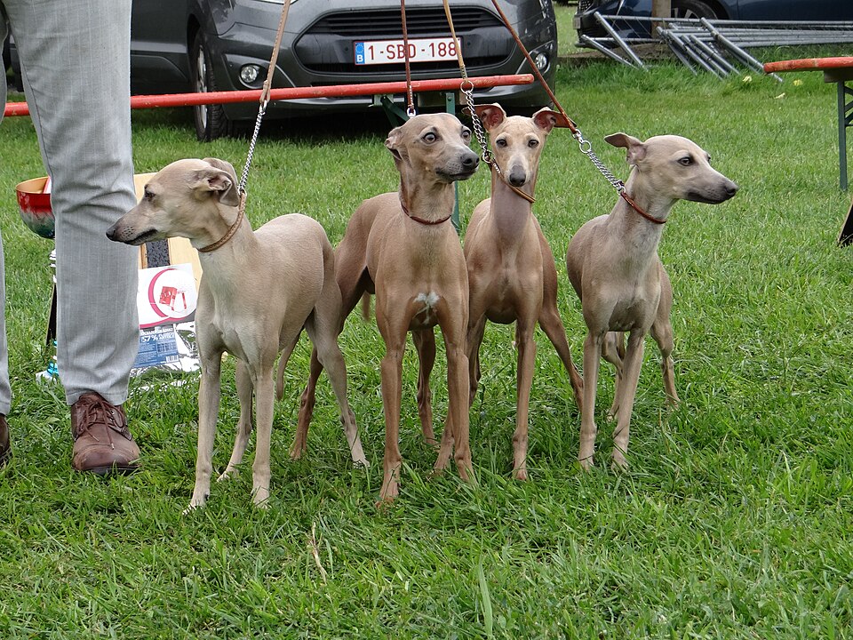 Italiensk vinthund – miniatyrvindhunden med silkeslen päls och stort hjärta