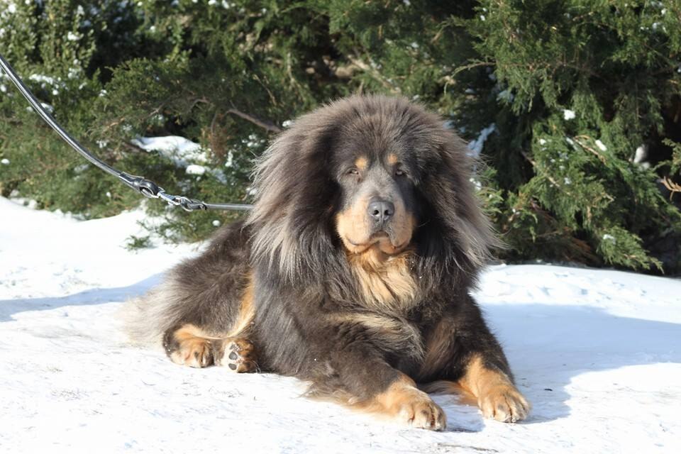 Tibetansk mastiff – Himalayas legendariske bergsvakt med lejonmans prakt